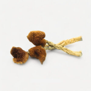 Buy B+ Magic Mushrooms