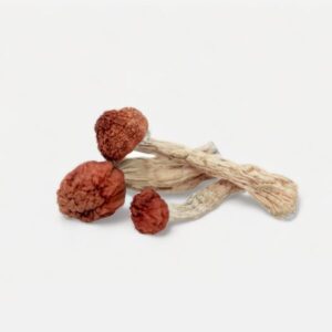 Buy Amazonian Magic Mushrooms