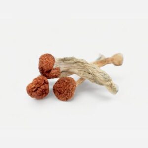 Buy Cambodian Magic Mushrooms