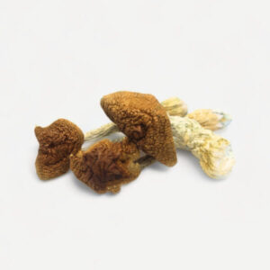 Buy Golden Teacher Magic Mushrooms
