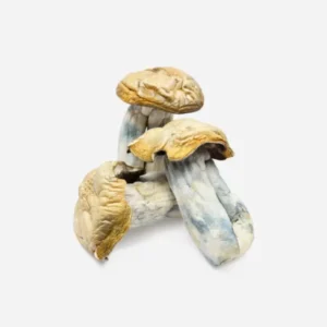 Buy Hillbilly Magic Mushrooms