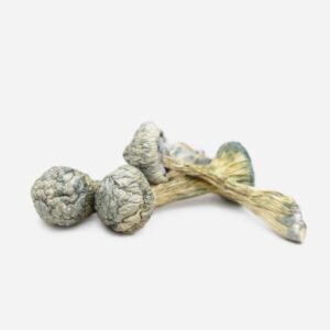 Buy Albino Treasure Coast Magic Mushrooms