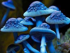 Buy Blue Meanies Magic Mushrooms