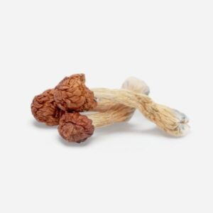 Buy Melmac Penis Envy Magic Mushrooms Online